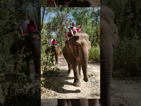 Видео: САФАРИ НА СЛОНИКАХ. Паттайя. Тайланд. Красивая территория. Кормим слонов. А Вы с нами!? Понравилось)