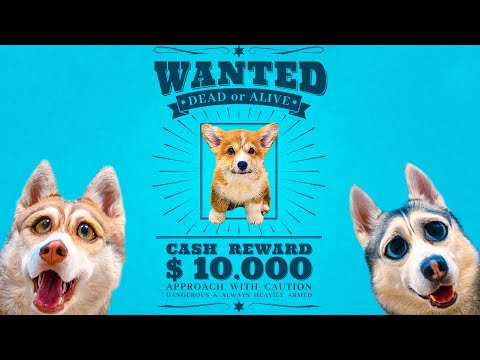 Видео: Я УБЕЖАЛ!! (Корги Коржик) 200к КЛИП!