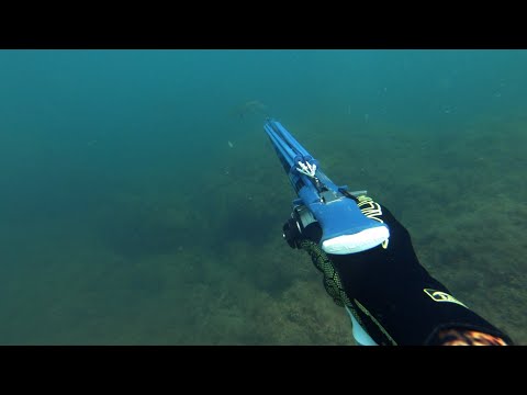 Видео: Подводная охота на горбыля.