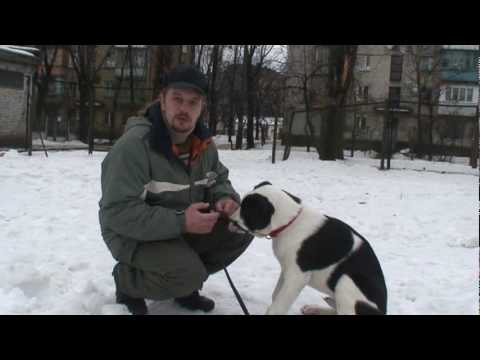 Видео: Первый урок кличка