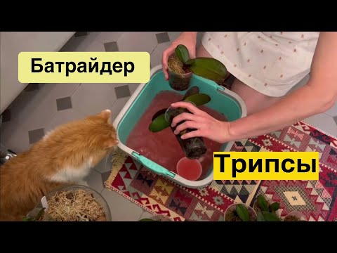 Видео: Смертельная схватка с трипсом!!!