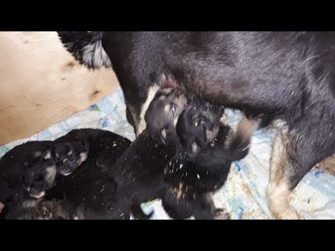 Видео: Простите Людей/Forgive People: по рассказу В. Силич🐾 БФ Лохматая Душа