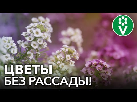 Видео: ПОСЕЙТЕ ЭТИ ЦВЕТЫ СРАЗУ В ГРУНТ! Самые красивые и неприхотливые однолетние цветы для сада