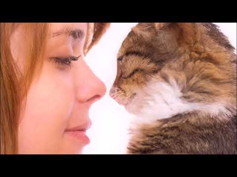 Видео: КАК ПОНЯТЬ ЯЗЫК КОШЕК  HOW TO UNDERSTAND THE LANGUAGE OF CATS