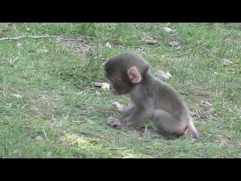 Видео: [Продолжение] Детеныш обезьянки родился вчера 🐒 Снято в Киото, Япония.