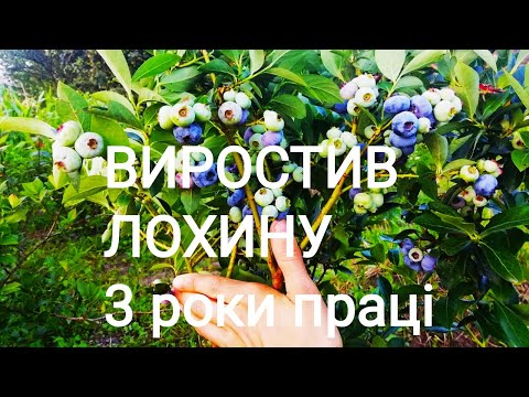 Видео: Почав вирощувати ЛОХИНУ і ось що в мене вийшло за 3 роки!