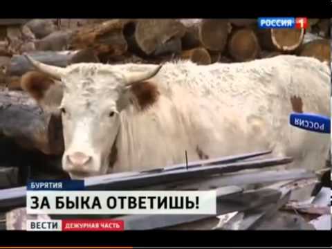 Видео: ДТП.  Бык забодал машину...