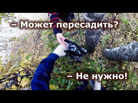 Видео: Марся. Немного уговариваю и много разговариваю: сколько кошатные могут ждать спасения?