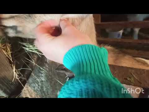 Видео: Що ми зараз робимо 