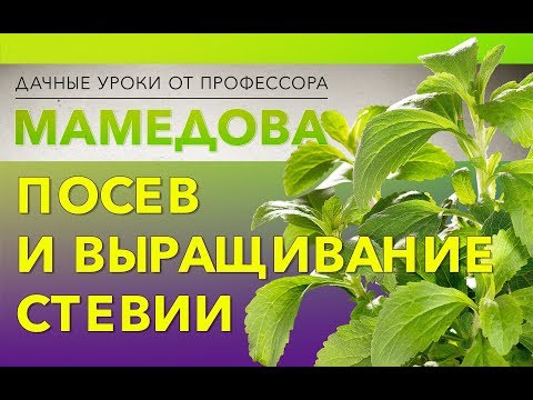 Видео: Посев и выращивание стевии.