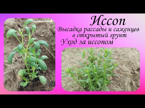 Видео: Иссоп. Высадка в открытый грунт