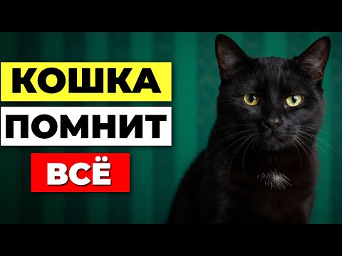 Видео: 8 вещей, которые кошка ЗАПОМИНАЕТ о тебе навсегда