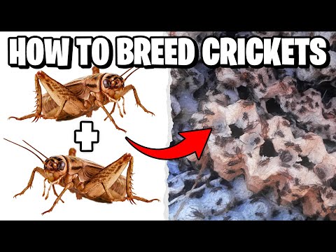 Видео: Как разводить сверчков!