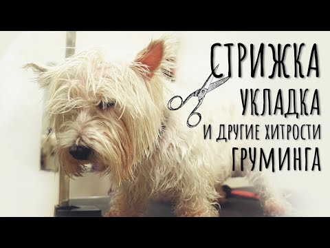 Видео: Стрижка собаки | DogTalk