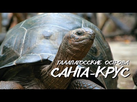Видео: Остров Санта-Крус. Мир дикой природы на краю света. Галапагосские острова, Эквадор