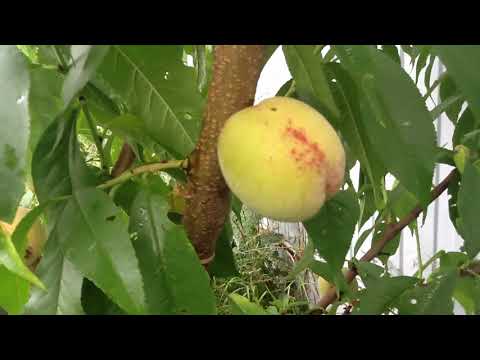 Видео: Ремонтантная малина. Созрел персик "Хасанский" в Московской области. Чем же нас кормят в магазине !?
