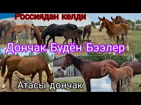 Видео: Дончак Будён Бээлер келди Кулундары Эркек ургачы Бир уйуру менен