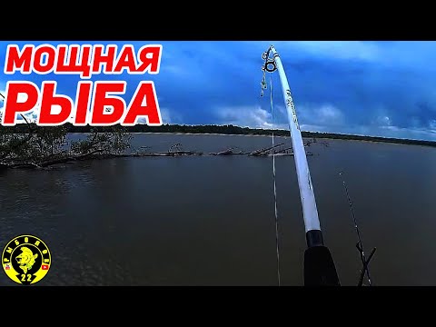 Видео: ЭТИ ПАРОВОЗЫ ЗАТЯГИВАЮТ В КОРЯГИ И РВУТ ПОВОДКИ. Обская рыбалка на донки.