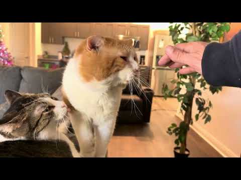 Видео: Большой степпинг