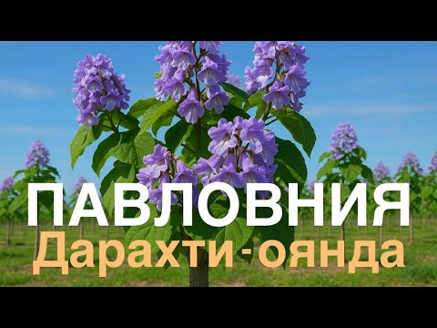 Видео: Барои бизнес +992 904454056 (ватсап)                    919508740 (барои занг задан)