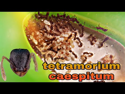 Видео: Tetramorium caespitum.От жесткого отбора,до сильной колонии.
