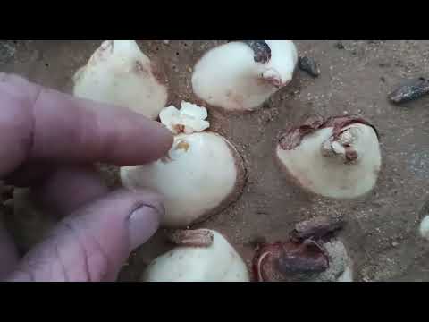 Видео: Состояние тюльпана на 30.12.2024