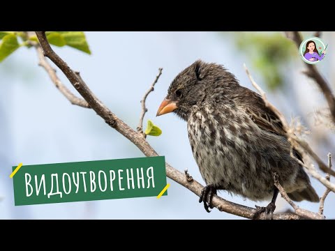 Видео: Видоутворення