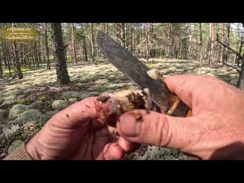 Видео: Собираю белые грибы Боровики моим любимым ножом Грибник из стали 9ХС