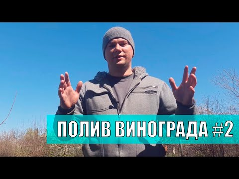 Видео: Капельный полив винограда - виноград ч.2