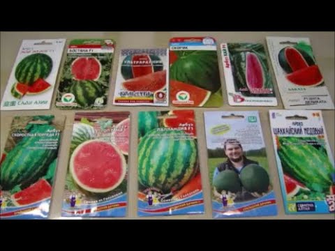 Видео: Арбузный рай! Уникальные и ультраскороспелые семена для Среднего Поволжья.! Обзор.