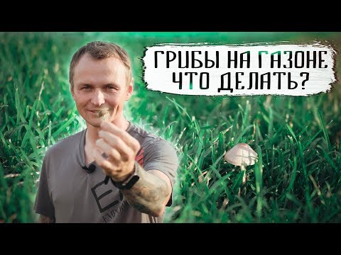 Видео: Грибы на газоне, что делать? Как избавится от грибов на газоне!
