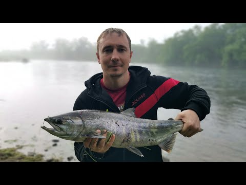 Видео: Поиск рыбы на Паратунке