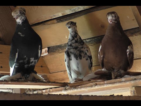 Видео: ГОНЯЕМ ГОЛУБЕЙ ДРУГА   РАЗГОВОР О ГОЛУБЯХ #pigeons​##Tauben​##աղավնիներ​##göyərçinlər​##көгершіндер#