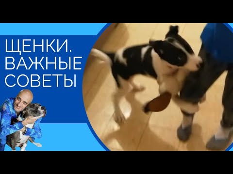 Видео: Щенки(важные советы)