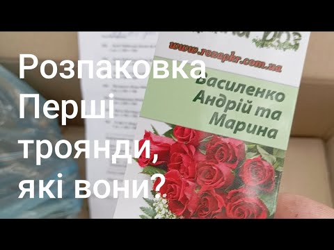 Видео: 🌹🎁Розпаковка перших саджанців троянд?Які вони і чи задоволена я?