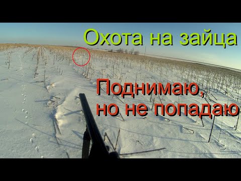Видео: Охота на зайца.  Поднимаю, но не попадаю