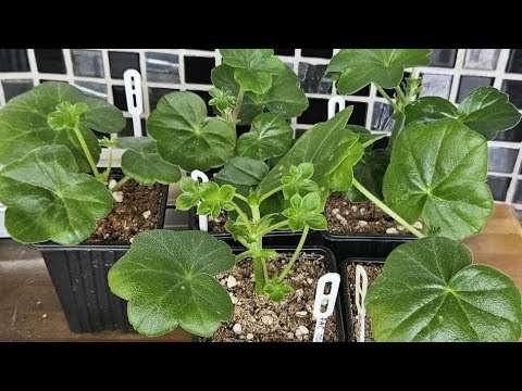 Видео: Купила плюшки 😊 Распаковка посылки с пеларгониями📦