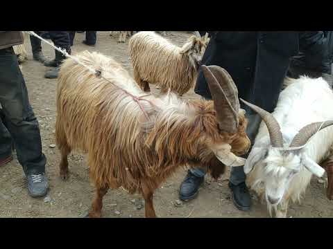 Видео: КАРА-КУЛЖА МАЛ БАЗАРЫ МАЛ АРЗАН