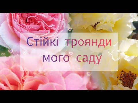 Видео: Троянди з мінімальним доглядом і витривалістю до хвороб. Частина 2