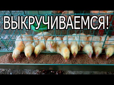 Видео: КОББ-500. ПЕРВЫЕ ПРОБЛЕМЫ СОДЕРЖАНИЯ В КЛЕТКЕ!