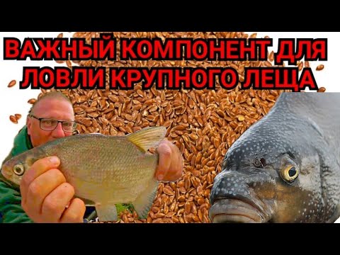 Видео: Важный КОМПОНЕНТ для ловли КРУПНОГО ЛЕЩА!