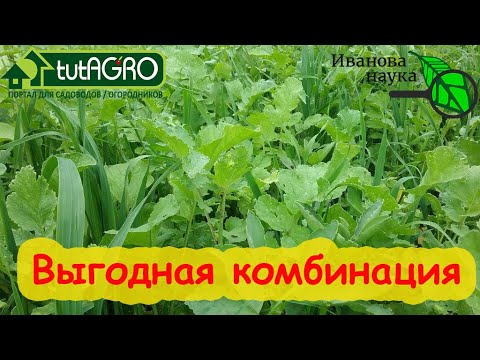 Видео: ВЫГОДНАЯ КОМБИНАЦИЯ ДЛЯ ПОЗДНЕЙ СИДЕРАЦИИ. Даже при позднем посеве будет толк.