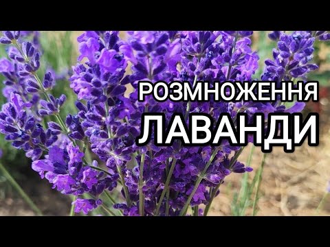 Видео: Розмноження лаванди насінням, живцями.Як з одного куща  розвести лавандове поле #лаванда#lavender
