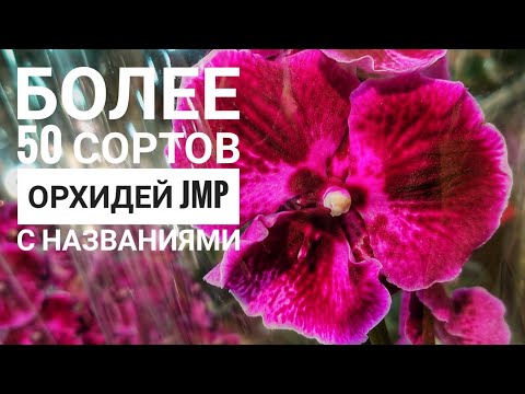 Видео: JMP орхидеи. 55 сортов фаленопсисов с названиями. Нарбонна, Феррара, Биг липы, мультифлора. Часть 1