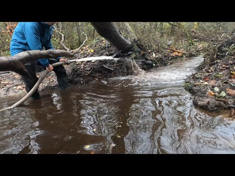 Видео: Бобровая плотина. Взяли мотопомпу и расчистили всё. Бонус полёт над рекой.