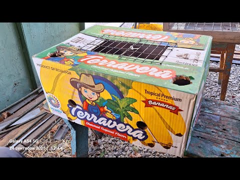 Видео: Перевозка Голубей. Лутшая коробка для транспортировки. #голуби #pigeon 