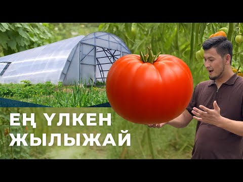 Видео: Шымкент қаласы жылыжай өндірісі (Теплица)