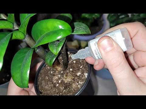 Видео: ВНЕСИ в ЗАМИОКУЛЬКАС и любой цветок даже самый слабый куст оживет позеленеет 5 эффективных подкормок