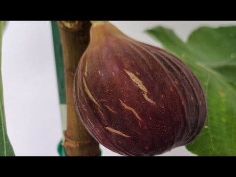 Видео: Инжир Bebera Preta первый плод, Panache (Tiger) первая фига, очередная Malta Black. Noire de Caromb.