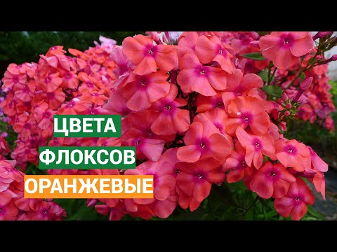 Видео: Оранжевые флоксы. Видео из серии Цвета флоксов